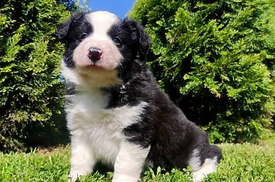 Rasowy pies, szczenię Border Collie z Hodowli, pełna dok., Podkarpackie, Iwonicz