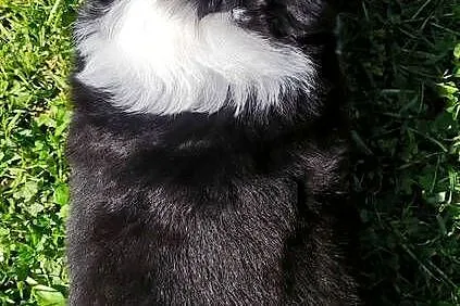 Rasowy pies, szczenię Border Collie z Hodowli, pełna dok., Podkarpackie, Iwonicz