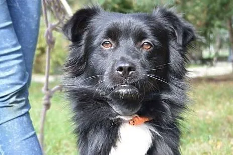 Pędzelek  młody pies do adopcji,  mazowieckie Warszawa