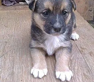 Bonnie, szczeniaczek do adopcji., dolnośląskie Św