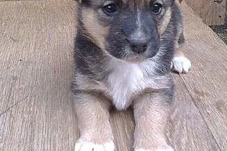 Bonnie, szczeniaczek do adopcji.,  dolnośląskie Św