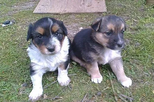 Bonnie, szczeniaczek do adopcji.,  dolnośląskie Św