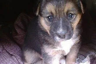 Bonnie, szczeniaczek do adopcji.,  dolnośląskie Św