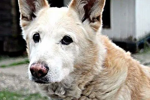 Suń - spokojny staruszek, który czeka na adopcję.,  śląskie Ruda Śląska