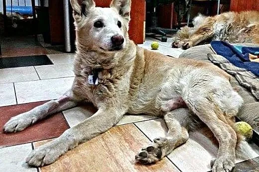 Suń - spokojny staruszek, który czeka na adopcję.,