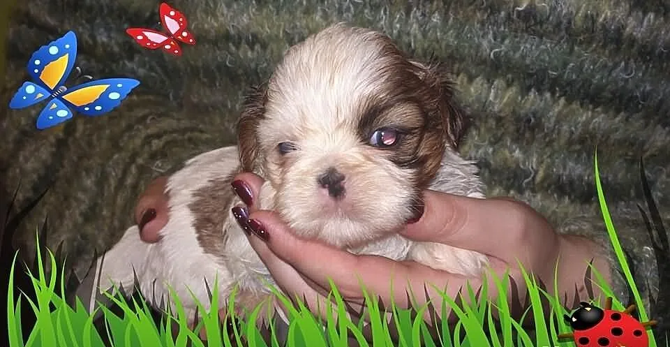 Shih Tzu szczeniaczek -piesek na Walentynki