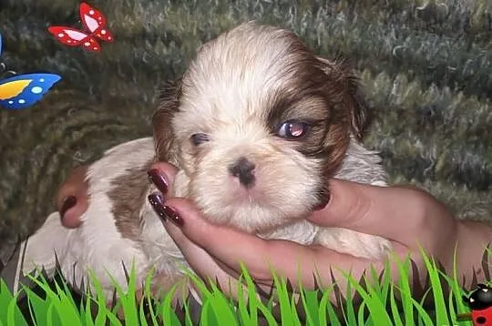 Shih Tzu szczeniaczek -piesek na Walentynki