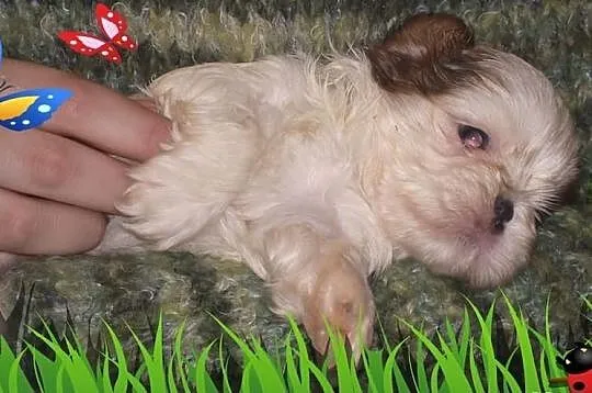 Shih Tzu szczeniaczek -piesek na Walentynki