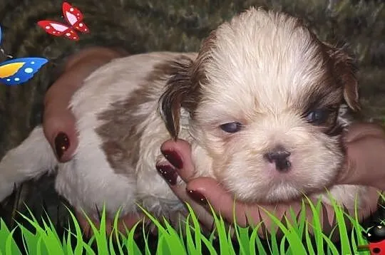 Shih Tzu szczeniaczek -piesek na Walentynki
