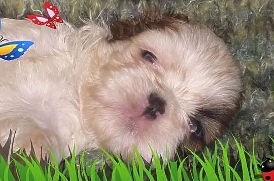 Shih Tzu szczeniaczek -piesek na Walentynki
