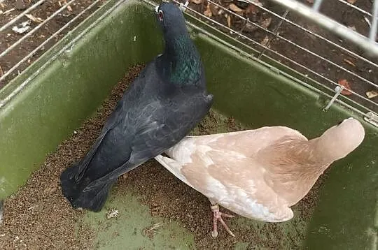 Witam sprzedam gołębie  pocztowe 3 sztuki samice MOŻLIWOŚĆ DOWOZU, Kujawsko-pomorskie, Osięciny