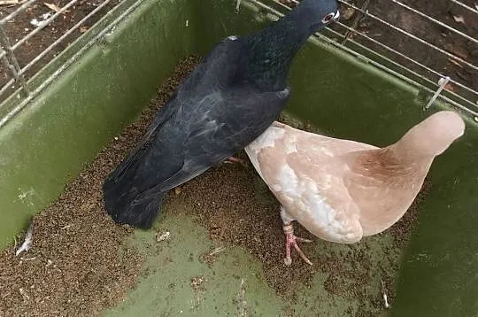 Witam sprzedam gołębie  pocztowe 3 sztuki samice MOŻLIWOŚĆ DOWOZU, Kujawsko-pomorskie, Osięciny