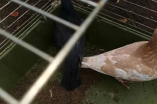 Witam sprzedam gołębie  pocztowe 3 sztuki samice MOŻLIWOŚĆ DOWOZU, Kujawsko-pomorskie, Osięciny
