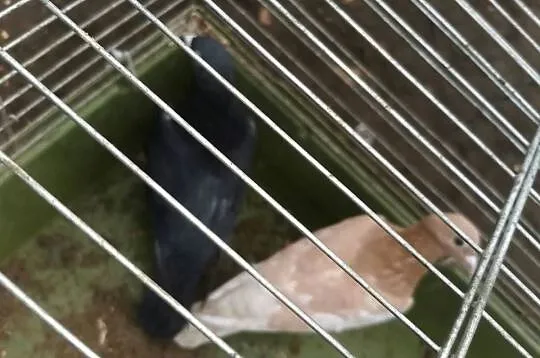 Witam sprzedam gołębie  pocztowe 3 sztuki samice MOŻLIWOŚĆ DOWOZU, Kujawsko-pomorskie, Osięciny