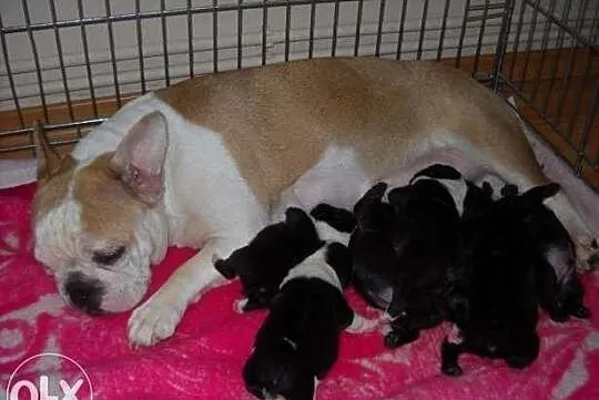 Buldog farancuski ładne szczeniaki po błekitnym oj
