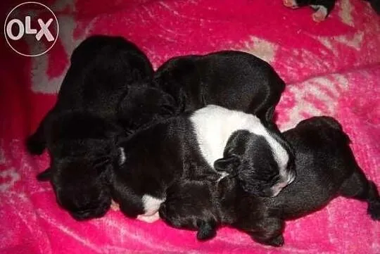 Buldog farancuski ładne szczeniaki po błekitnym oj