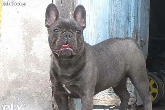Buldog farancuski ładne szczeniaki po błekitnym oj