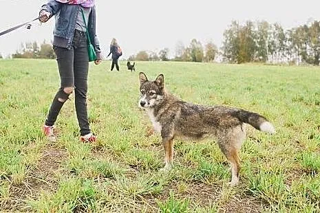Wilczka roczna wspaniała sunia szuka pilnie dobreg