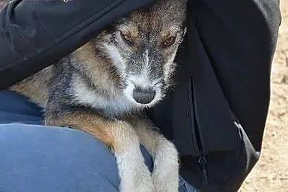 Wilczka roczna wspaniała sunia szuka pilnie dobreg