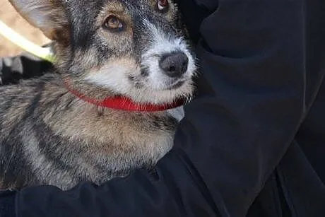 Wilczka roczna wspaniała sunia szuka pilnie dobreg
