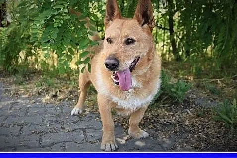 Skazany na samotność a tak bardzo kocha ludzi,oryginalny,szczepiony RUDI,średni pies.,  dolnośląskie Wrocław, 