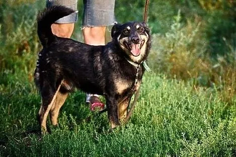 Dzeki - najcudowniejszy kundelek na świecie :),  w
