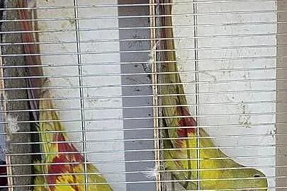 Papugi górskie pastele ,rozelle królewskie i białolice