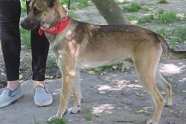 Roczny piękny i grzeczny Dyzio szuka domu ,  mazowieckie Warszawa