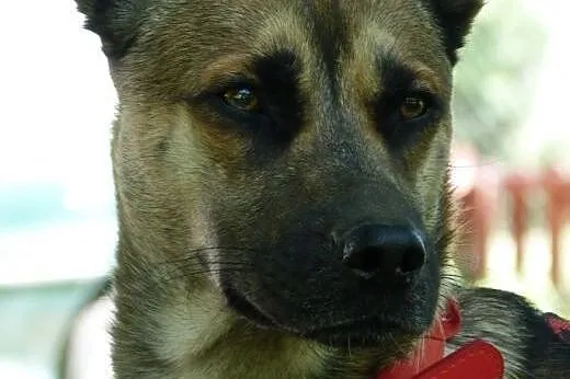 Roczny piękny i grzeczny Dyzio szuka domu ,  mazow