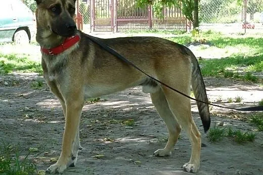 Roczny piękny i grzeczny Dyzio szuka domu ,  mazow