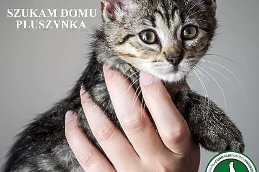 Pluszynka. Fundacja Stawiamy Na Łapy,  małopolskie Kraków