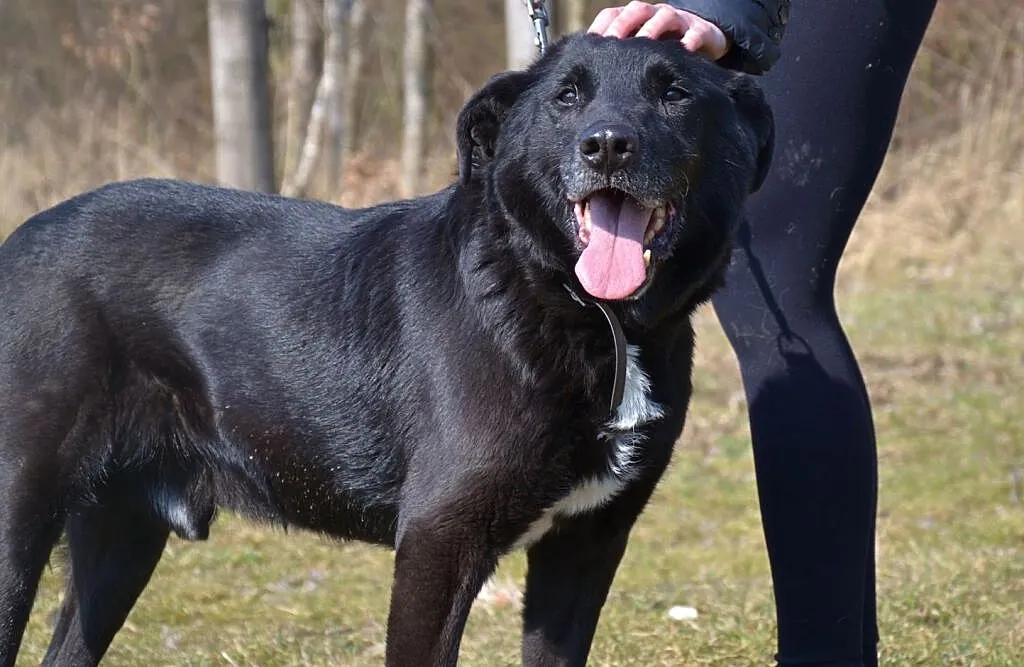 Sufler-25kg cudownego psa, spokojnego, grzecznego, kontaktowego - BRAĆ I KOCHAĆ, Mazowieckie, Warszawa