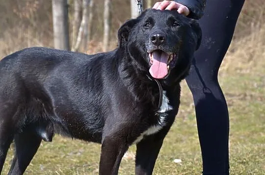 Sufler-25kg cudownego psa, spokojnego, grzecznego, kontaktowego - BRAĆ I KOCHAĆ, Mazowieckie, Warszawa