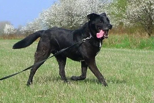 Sufler-25kg cudownego psa, spokojnego, grzecznego, kontaktowego - BRAĆ I KOCHAĆ, Mazowieckie, Warszawa