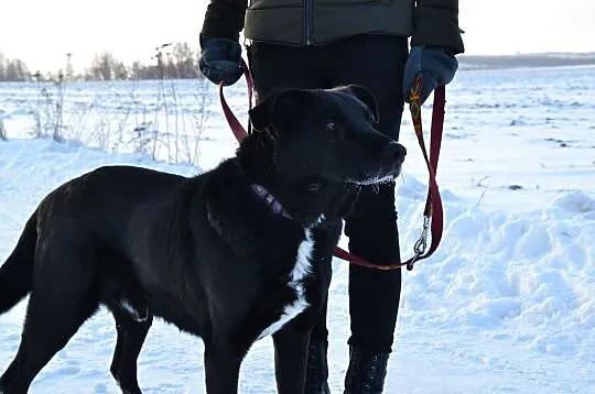 Sufler-25kg cudownego psa, spokojnego, grzecznego, kontaktowego - BRAĆ I KOCHAĆ, Mazowieckie, Warszawa