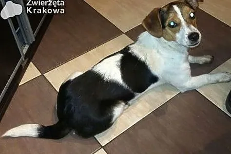 Nika czeka na dom,  małopolskie Kraków
