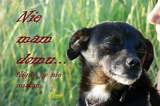 Maleńka i delikatna Pinia całe życie na łańcuchu. 
