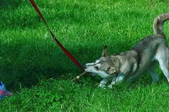 Shina - niewielka sunia w typie husky szuka domu