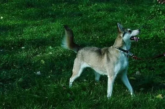 Shina - niewielka sunia w typie husky szuka domu