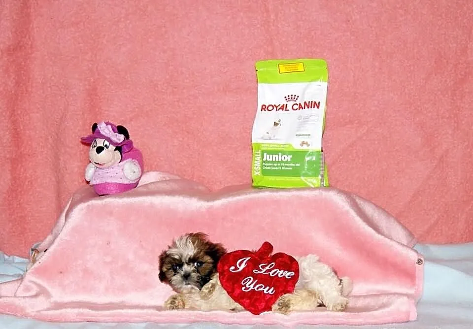 Shih Tzu, szczenięta z metryką