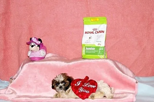 Shih Tzu, szczenięta z metryką