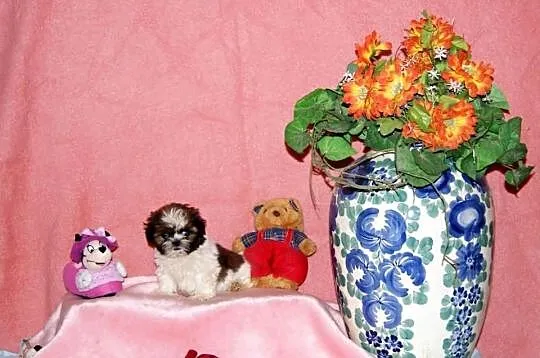 Shih Tzu, szczenięta z metryką