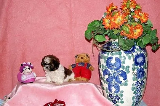 Shih Tzu, szczenięta z metryką
