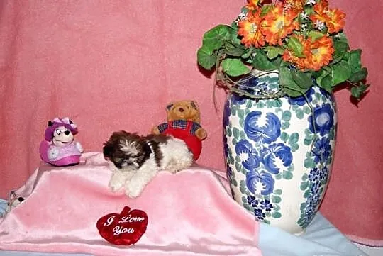 Shih Tzu, szczenięta z metryką