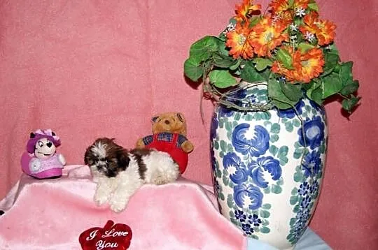 Shih Tzu, szczenięta z metryką