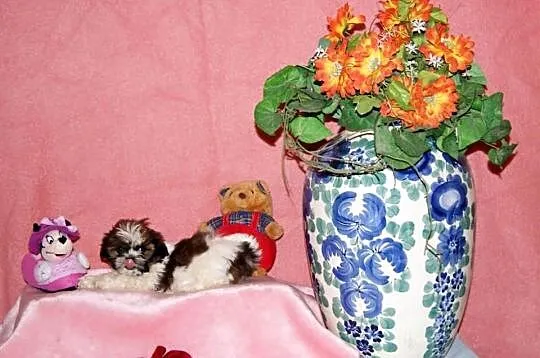 Shih Tzu, szczenięta z metryką