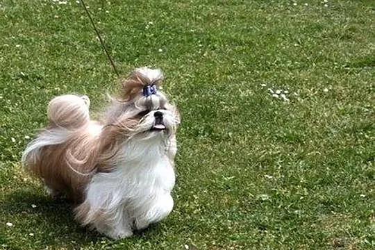 Shih Tzu, szczenięta z metryką
