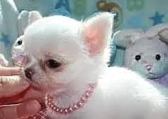 Przesłodka maleńka suczka Chihuahua