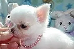 Przesłodka maleńka suczka Chihuahua