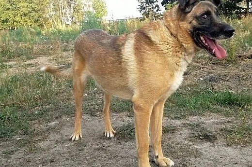 Sympatyczny MASTER - kto przygarnie?,  Kundelki ca
